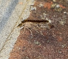 Neodactria caliginosellus