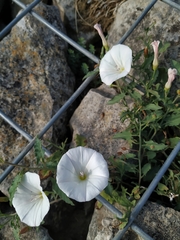 Convolvulus arvensis