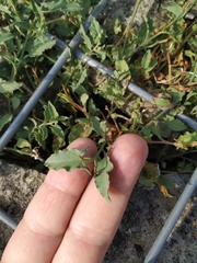 Convolvulus arvensis