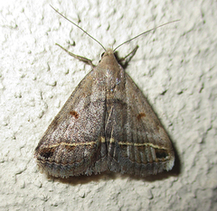 Acantholipes