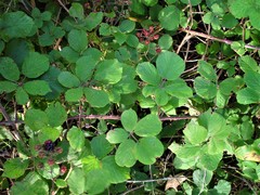 Rubus robiae