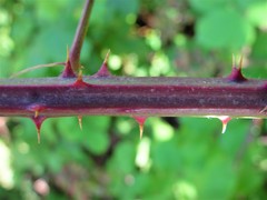 Rubus robiae