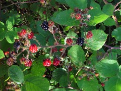 Rubus robiae