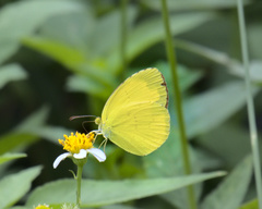 Eurema blanda