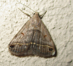Acantholipes