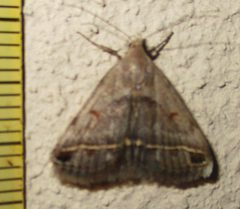 Acantholipes
