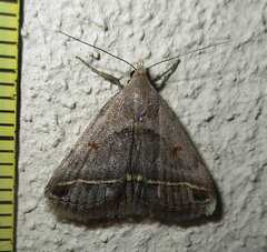 Acantholipes