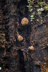 Tubifera microsperma