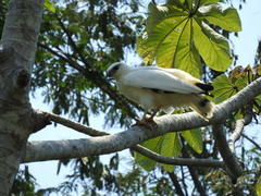 Pseudastur albicollis