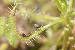 Drosera indica