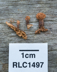 Tubifera microsperma