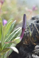 Ceropegia jainii