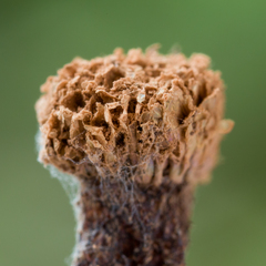 Tubifera microsperma