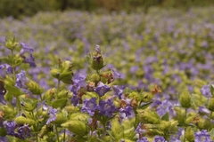 Strobilanthes sessilis