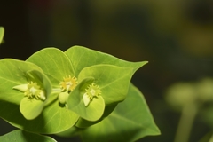 Euphorbia rothiana