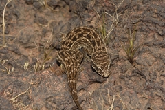 Hemidactylus sataraensis