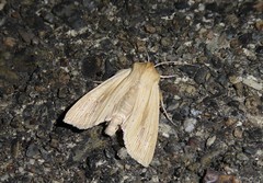 Ichneutica semivittata