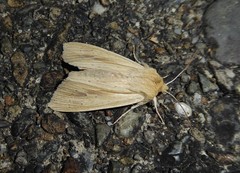 Ichneutica semivittata