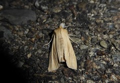 Ichneutica semivittata