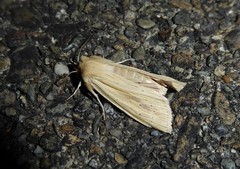 Ichneutica semivittata