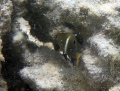 Chrysiptera biocellata