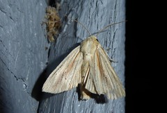 Ichneutica semivittata