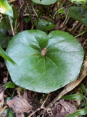 Farfugium japonicum japonicum