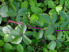Rubus newbouldii