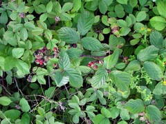 Rubus newbouldii