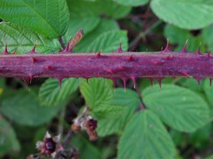 Rubus newbouldii