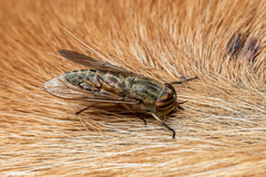 Tabanus quatuornotatus