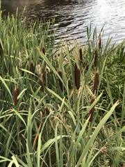 Typha latifolia