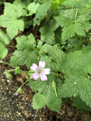 Geranium gracile