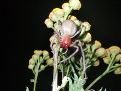 Cheiracanthium punctorium