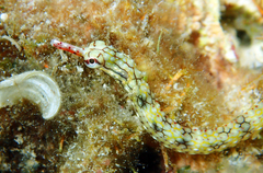 Corythoichthys haematopterus