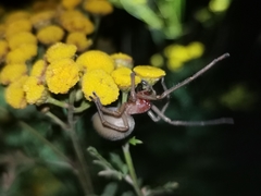 Cheiracanthium punctorium