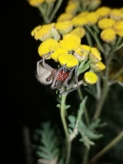 Cheiracanthium punctorium