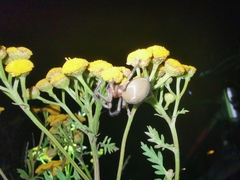 Cheiracanthium punctorium