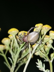 Cheiracanthium punctorium