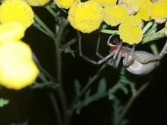 Cheiracanthium punctorium