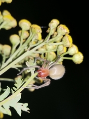 Cheiracanthium punctorium