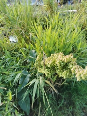 Rumex aquaticus