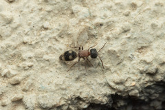 Blakeius bipunctatus