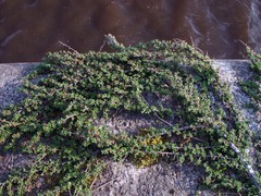 Cotoneaster integrifolius