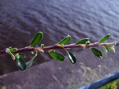 Cotoneaster integrifolius