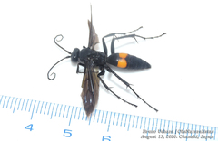 Anoplius samariensis