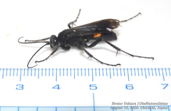 Anoplius samariensis