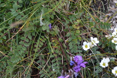 Oxytropis montana