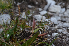 Oxytropis montana