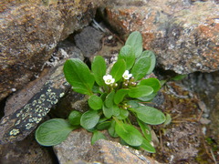 Cardamine bellidifolia